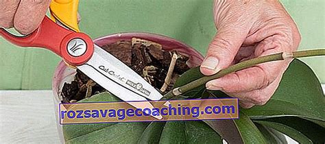 Reproduction Of Orchids By Cuttings 9 Photos How To Propagate An