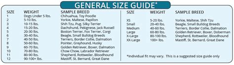 Labrador Retriever Size And Weight Chart Online Shopping