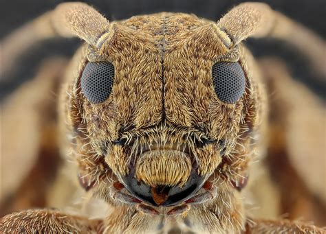 The Face Insects Bugs Extreme Close Up