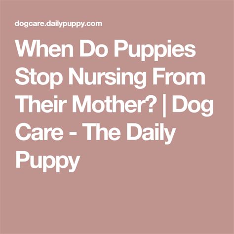 When Do Puppies Stop Nursing From Their Mother Dog Care The Daily