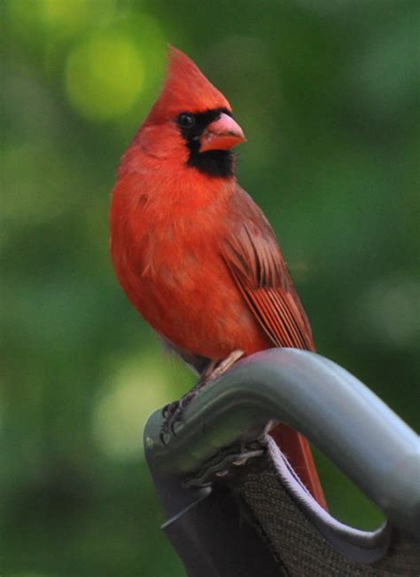 Wild Life Cardinal Wallpaper Wild Birds