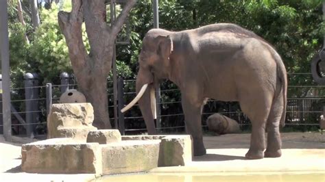 The creator of the first. Wild Life animals elephants at Melbourne Zoo the movie ...