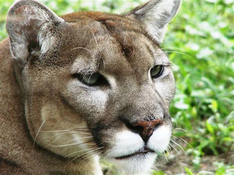 They compete in the national hockey league (nhl) as a member of the central division. Florida Panther | Flickr - Photo Sharing!