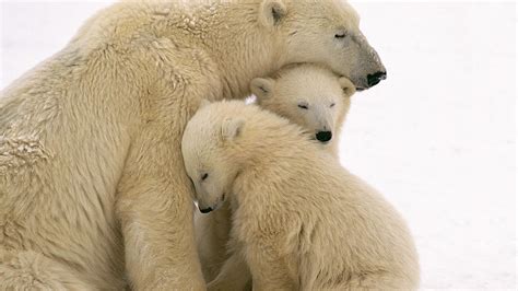 🥇 Mother Cubs Cuddling Polar Bears Baby Animals Wallpaper 21971