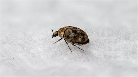 What Does A Carpet Beetle Nest Look Like Two Birds Home