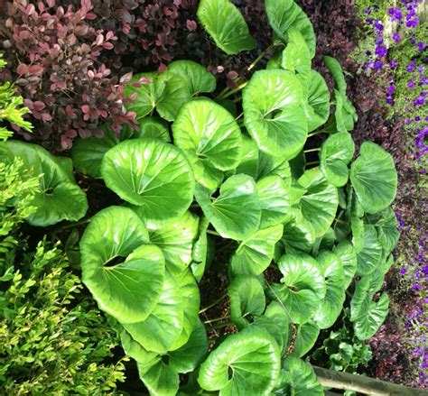 Foliage plants are beautiful, interesting, and easy to grow. Leopard Plant: Striking foliage for the shade garden