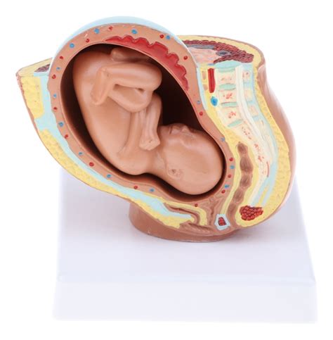 Desarrollo Embrionario Embarazo Superior Desarrollo Embrionario Modelo My Xxx Hot Girl