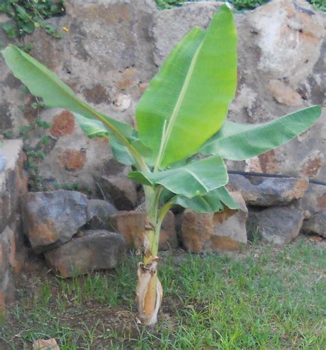 A Kitchen Garden In Kihei Maui Growing Dwarf Apple Bananas