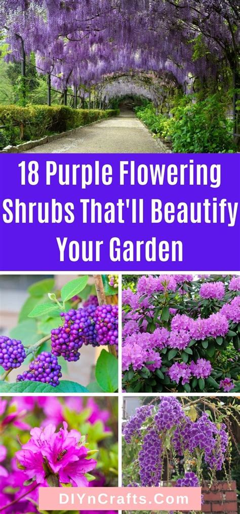 18 Purple Flowering Shrubs Thatll Beautify Your Garden Diy And Crafts