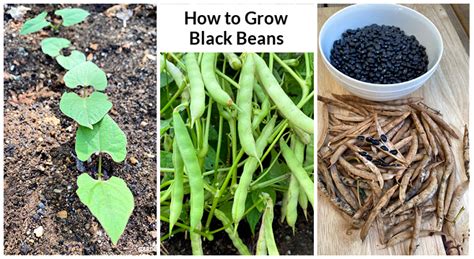 Growing Black Beans A Seed To Harvest Guide