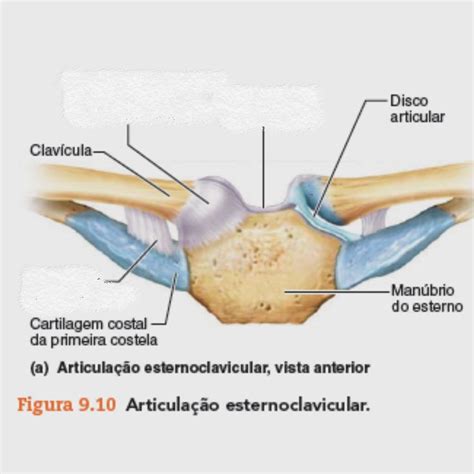 Pin De Ludovina Rebelo Em Anatomia 4 Clavícula Cartilagem Costela
