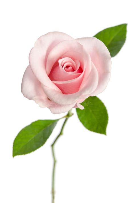 Beautiful Bud Of Single Pink Rose Stock Photo Image Of Fragile Date