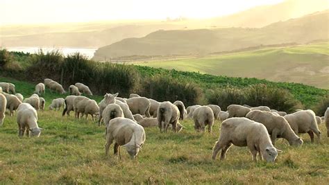 New Zealand Sheep Stock Video Footage 4k And Hd Video Clips