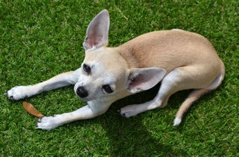 Tipos De Chihuahua Cabeza De Venado Y Sus Características