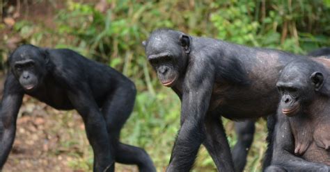 Social Tolerance Of Bonobos Noldus
