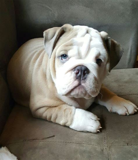 He can produce blue, black, chocolate, and lilac english bulldog puppies! Blue fawn English Bulldog | English bulldog, Bulldog, Cute ...