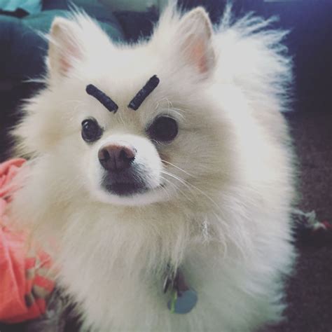 10 Dogs With Eyebrows Bored Panda