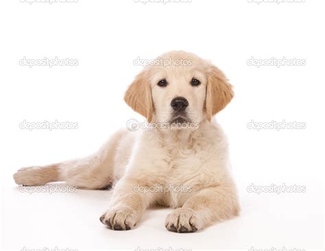 Golden Retriever Puppy Stock Photo By ©multiart 24646189