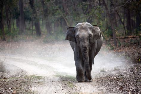 Elephants At The Horowapathana Elephant Holding Ground In Sri Lanka Starve To Death Earth