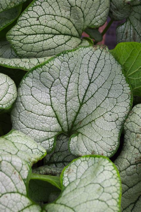 Brunnera Macrophylla Silver Heart The Beth Chatto Gardens