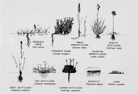 Tundra Plant Life Information