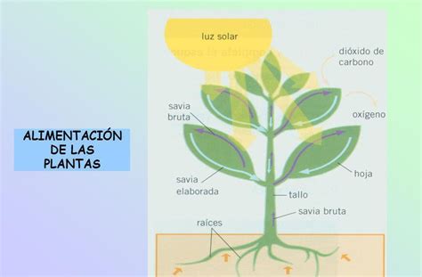 Ciencias Naturales Ceuja 2016 La NutriciÓn De Las Plantas