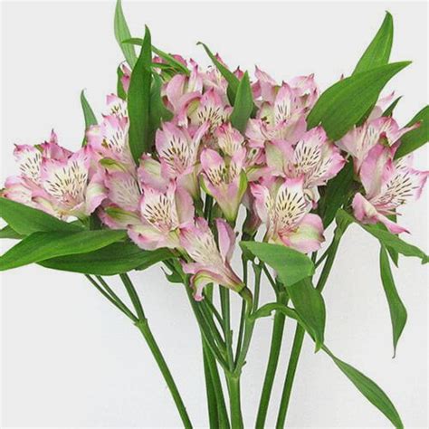 White Alstroemeria Flower Wholesale Blooms By The Box
