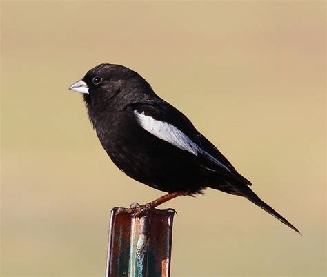 State Bird Of Rocky Mountain States Jakes Nature Blog
