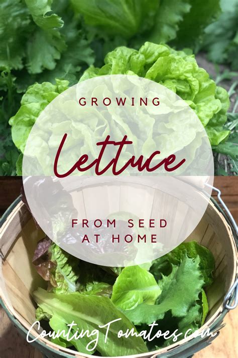 Growing Lettuce From Seed Counting Tomatoes Growing Lettuce