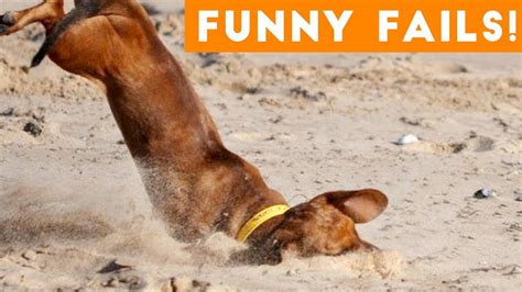 Funniest Pet Fails Compilation August 2018 Funny Pet Videos Youtube
