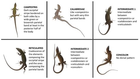 Types Of Lizards Chart