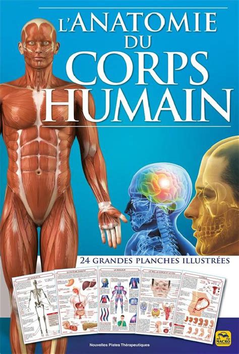 Anatomie Musculation Muscles Corps Humain Art De L Anatomie Humaine