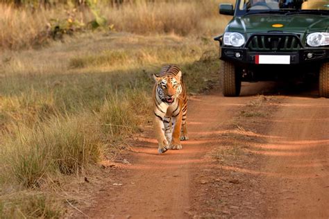 How To Get The Most Out Of Your India Tiger Safari Soul Travel India