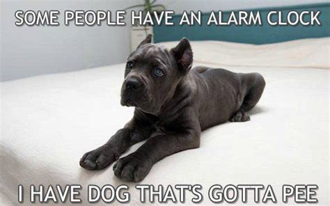 Some People Have An Alarm Clock But I Have Cane Corso Memes
