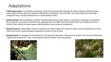 Does a cactus have other liquid inside it other than water? Australian Plant Adaptations Water Loss Diet - diynews