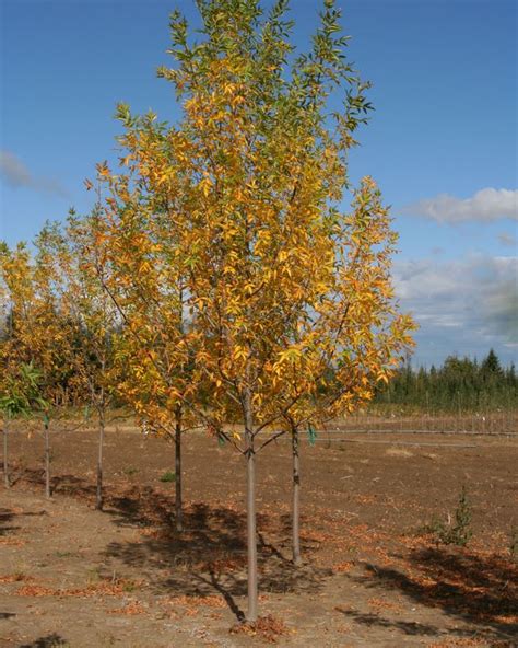 Fraxinus Pennsylvanica Tree Species Selector Alberta