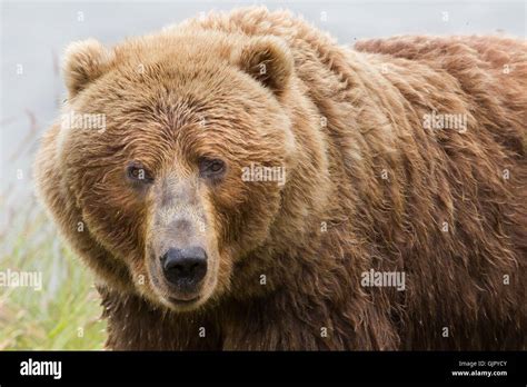 A Kodiak Brown Bear Sow On Kodiak National Wildlife Refuge In Kodiak