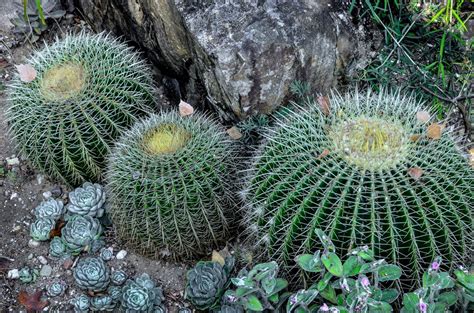 Der steinbruch der ehemaligen zeche vereinigte klosterbusch auf dem gelände der rub ist das größte bodendenkmal in bochum. wdf - wupper digitale fotografie - Botanischer Garten RUB ...