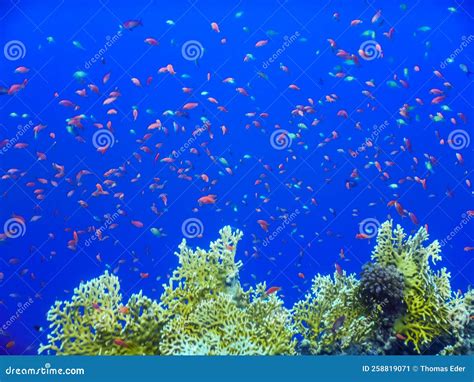 Thousand Of Different Colorful Fishes Over Corals In The Blue Sea In