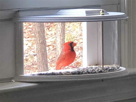 This Unique Indoor Bird Feeder Installs Right In Your Window Sill