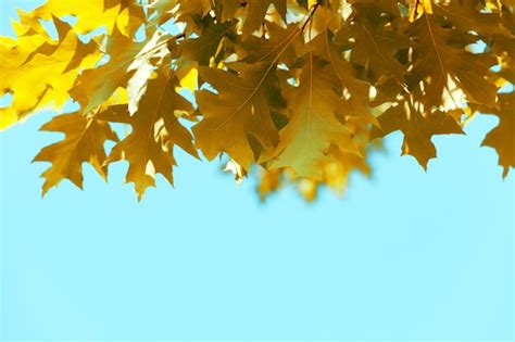 Premium Photo Yellow Autumn Leaves Against The Blue Sky