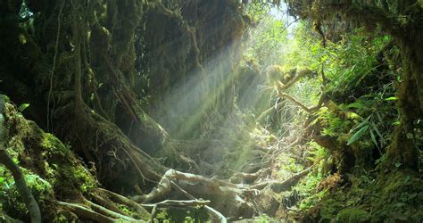 Sun Light Rays And Beams Shine Through Jungle Forest Canopy On Mossy Tree Roots Stock Video