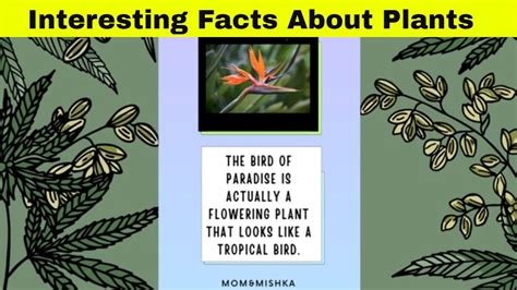 Amazing Facts About Plants Interesting Facts About Plants Plants