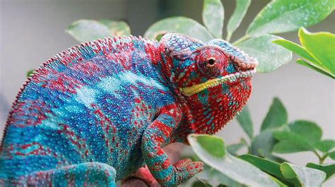 Image Result For Blue And Red Lizard Red Lizard Dinosaur Stuffed