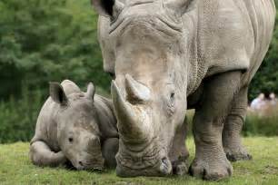 Image result for rhino