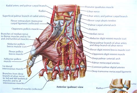 Both are made of collagen. Hand Tendons Diagram — UNTPIKAPPS