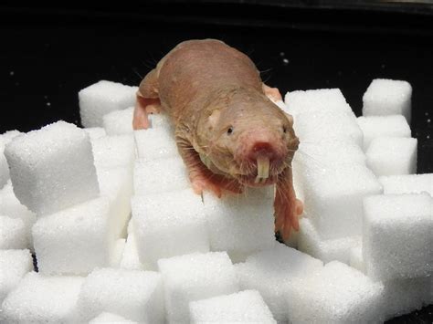 How Naked Mole Rats Survive Without Oxygen