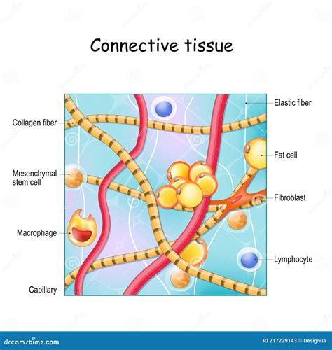 Connective Tissue Structure And Anatomy Stock Vector Illustration Of