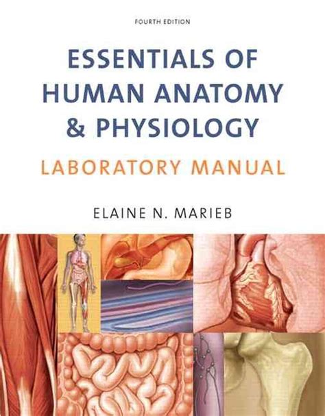Essentials Of Human Anatomy And Physiology Laboratory Manual By Elaine
