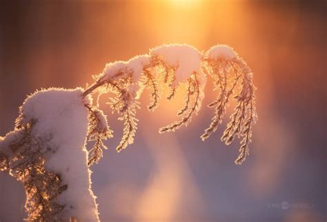 Winter Juniper Blog Joni Niemelä Fine Art Photography